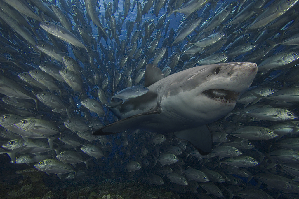 การอพยพของสัตว์น้ำทำให้สัตว์ผู้ล่ากับเหยื่อเจอกันง่ายขึ้น