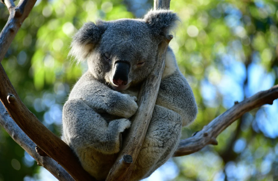 koala